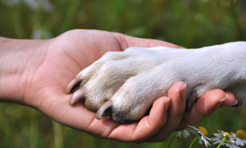 Dogs as Soul Friends