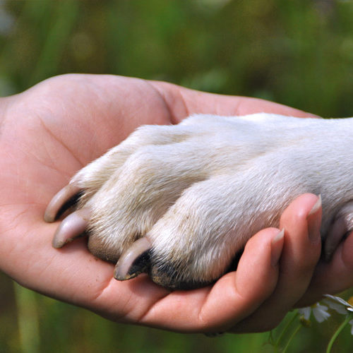 Dogs as Soul Friends