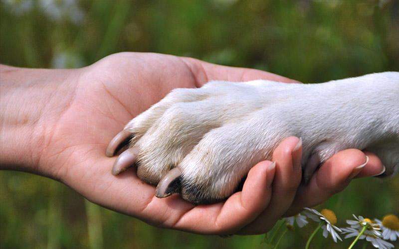 Dogs as soul friends