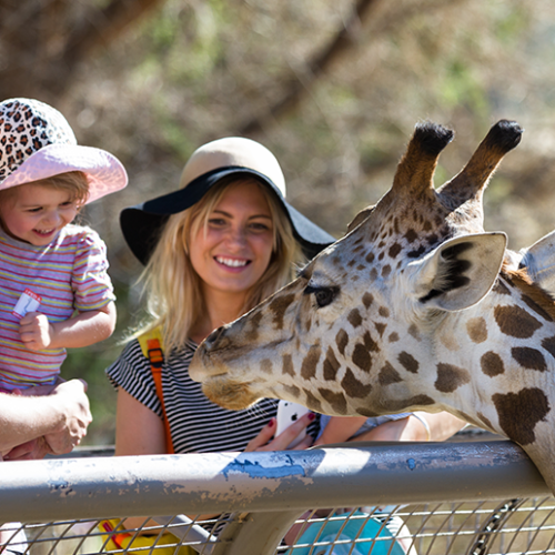 Four fun-packed family day trips in Abu Dhabi