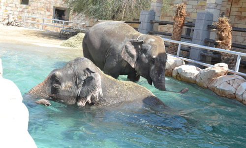 Meet the elephants at Emirates Park Zoo, Abu Dhabi
