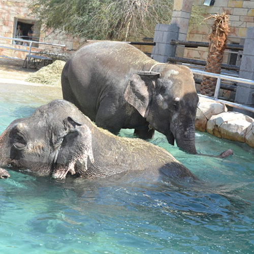 Meet the elephants at Emirates Park Zoo, Abu Dhabi