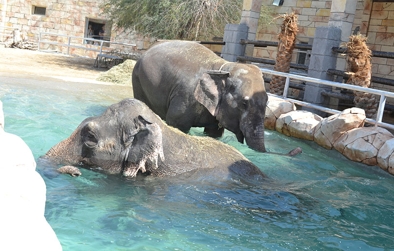 Abu Dhabi Emirates Park Zoo