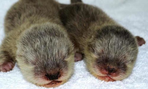 Calling all kids! Dubai Aquarium wants YOU to name its new baby otters