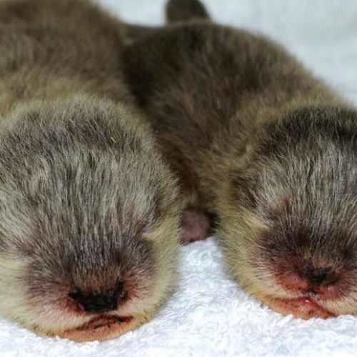 Calling all kids! Dubai Aquarium wants YOU to name its new baby otters