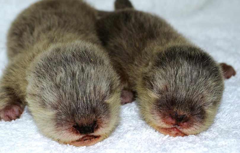 Dubai Aquarium baby otters