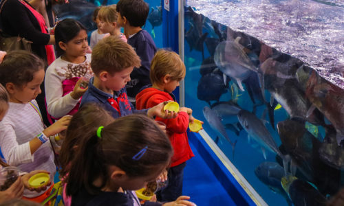 Dubai Aquarium Junior Biologist Summer Program