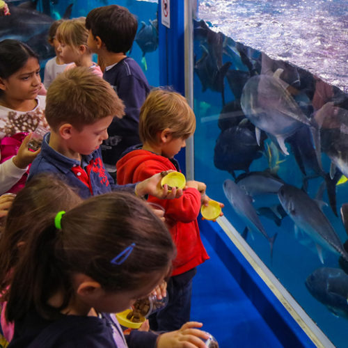 Dubai Aquarium Junior Biologist Summer Program