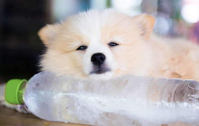 How to keep your pets safe in the UAE summer - Mother, Baby & Child How to keep your pets safe in the UAE summer - Mother, Baby & Child