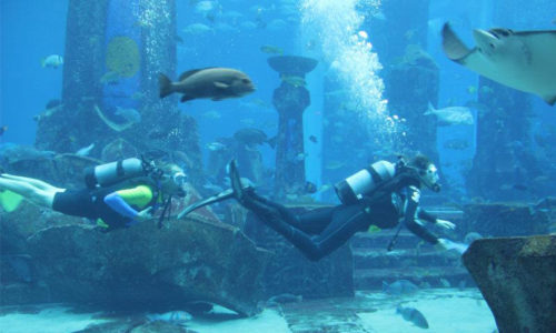 Super summer savings on shark activities at Atlantis The Palm