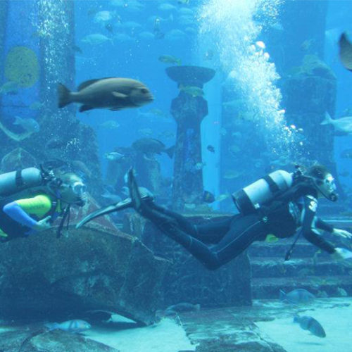 Super summer savings on shark activities at Atlantis The Palm