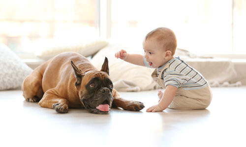 Happy families: Integrating your newborn with the family pet