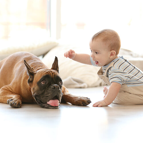 Happy families: Integrating your newborn with the family pet