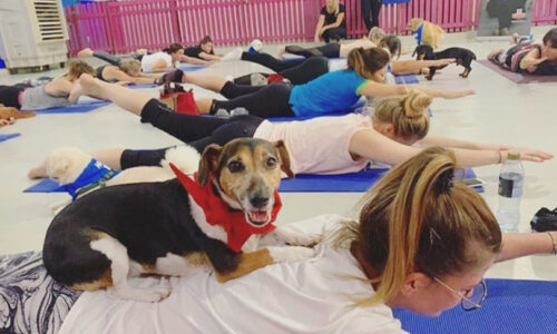Pet parents! There’s a puppy pilates class in Dubai this weekend