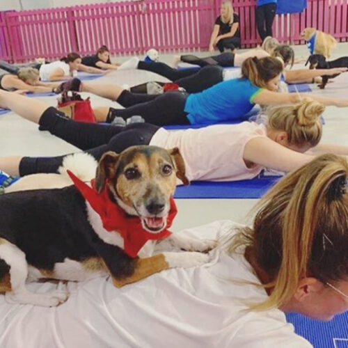 Pet parents! There’s a puppy pilates class in Dubai this weekend