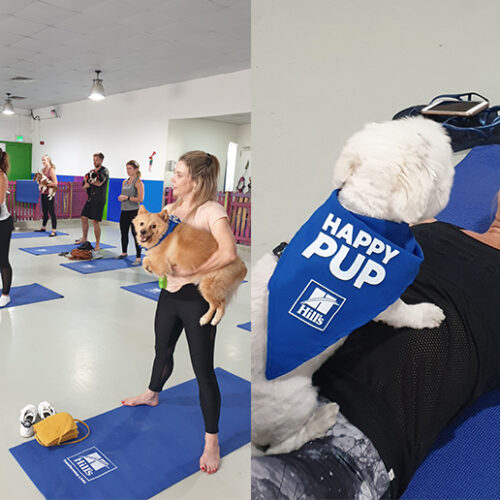 Puppy pilates returns to Dubai this December