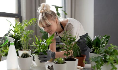 Utilising the power of plants in your home