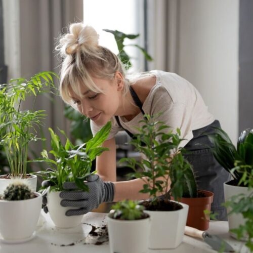 Utilising the power of plants in your home